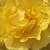 Galben - Trandafir pentru straturi Floribunda - Golden Wedding